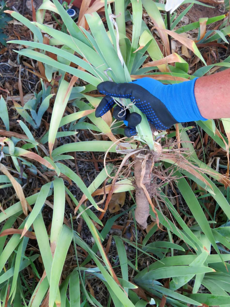 thinning iris bulb