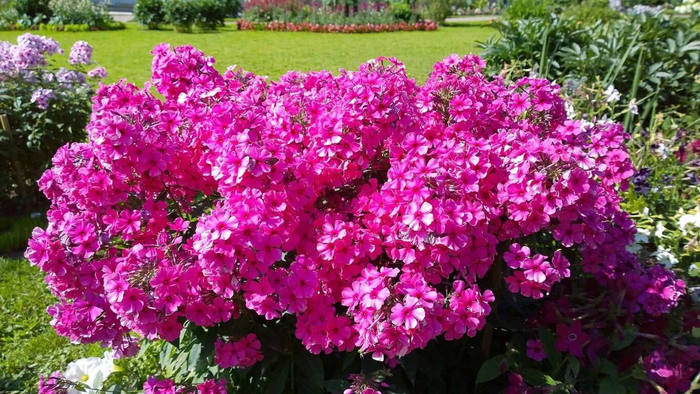 Garden Phlox (Phlox Paniculata)