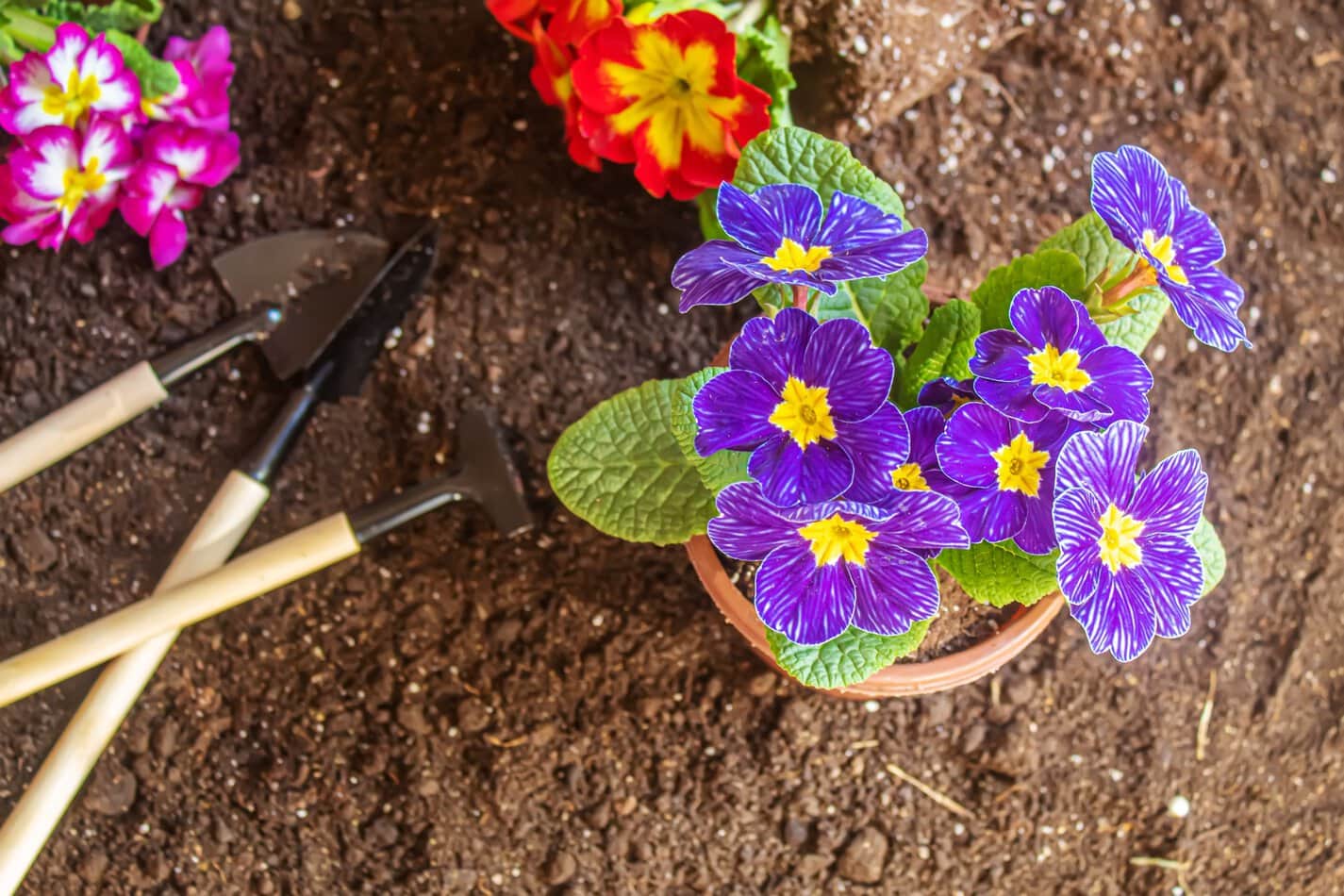 transplanting primroses