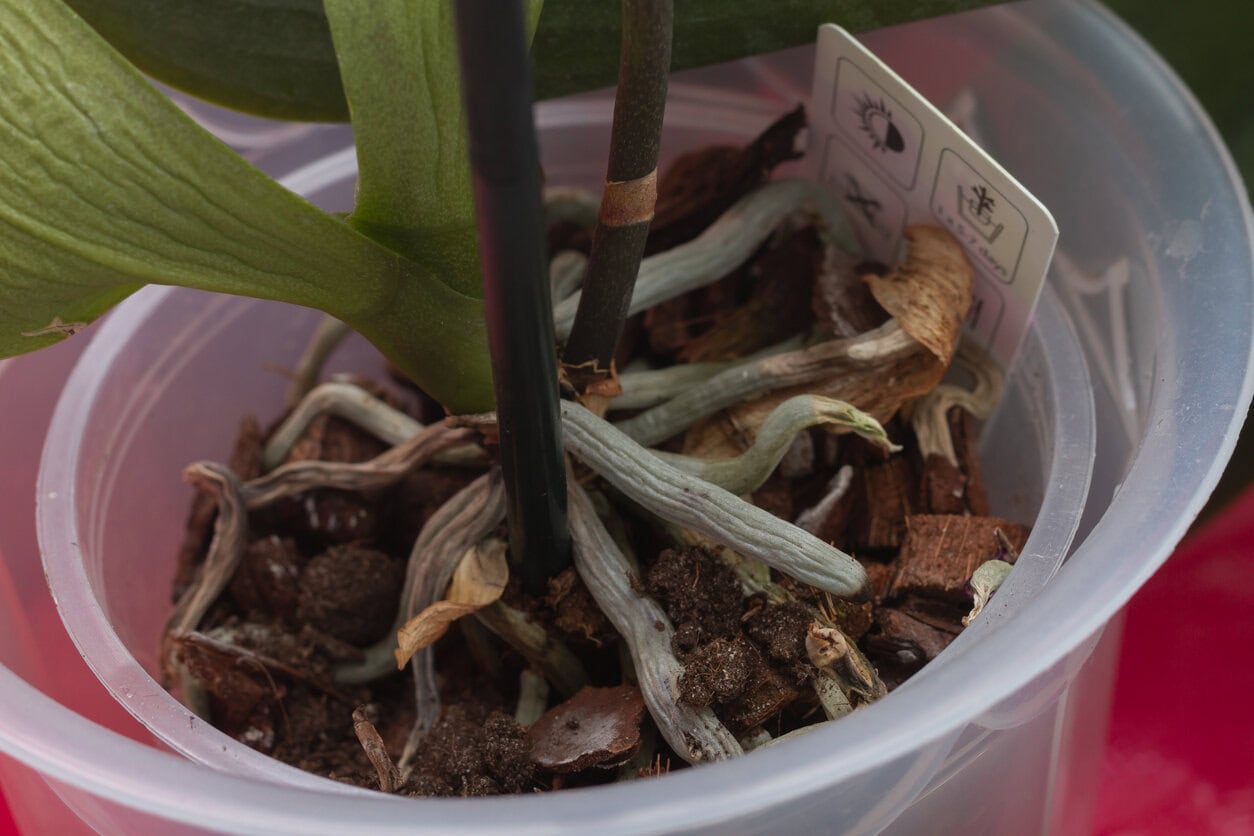 Orchid roots shriveling
