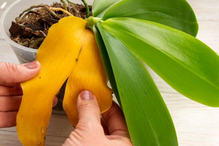 11 Common Orchid Care Problems (and How to Fix Them)