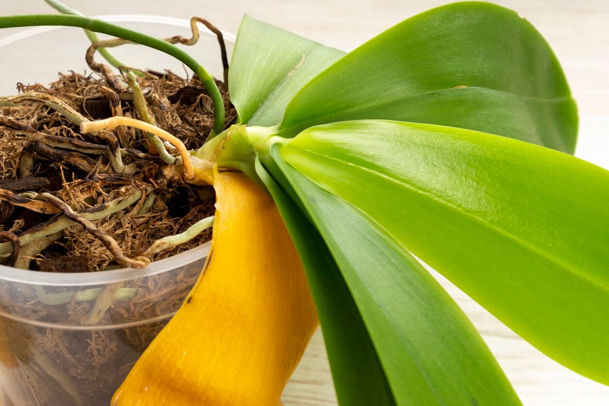 Orchid with yellow leaf