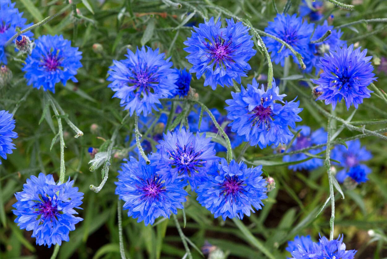 Bachelor’s Buttons (Cornflower) (Centaurea Cyanus)