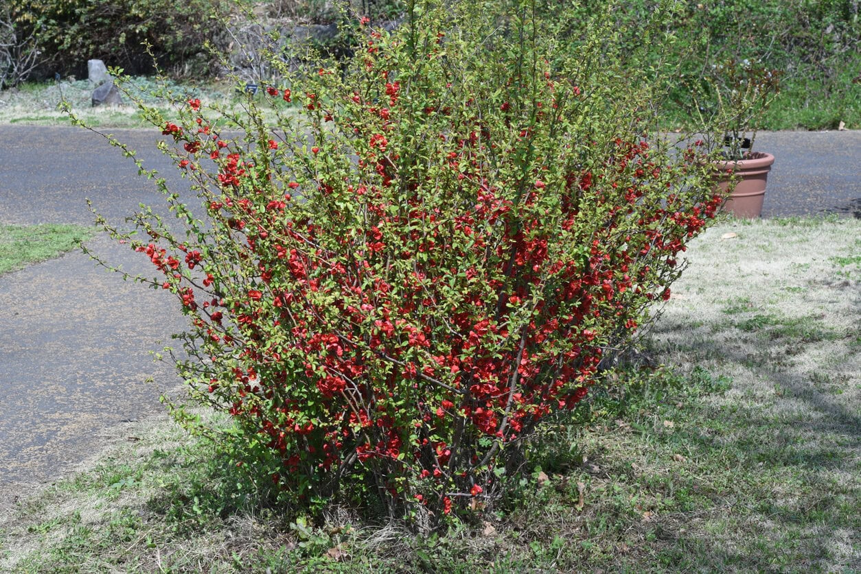 Flowering Quince (Chaenomeles speciosa)