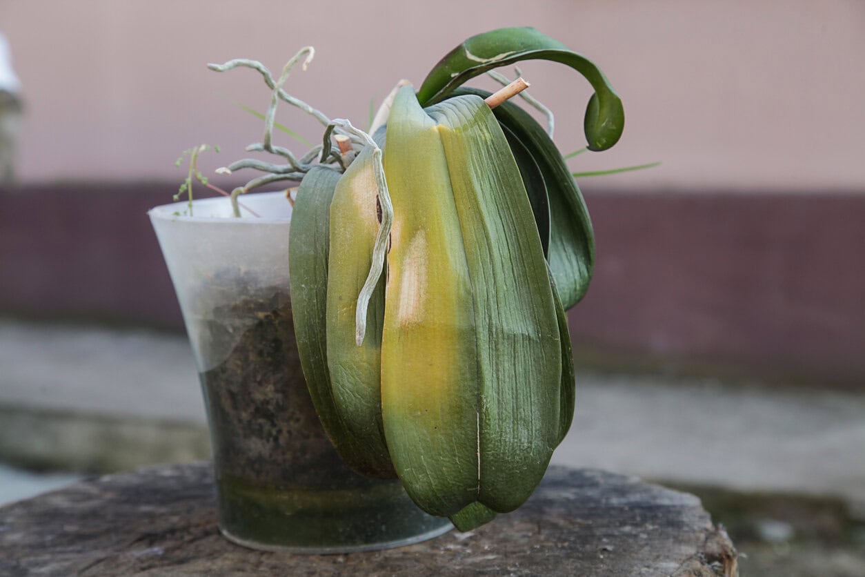Orchid roting