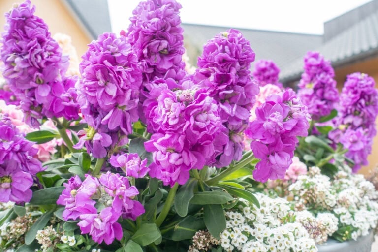 April Container Flowers: 12 That Handle Cool Nights