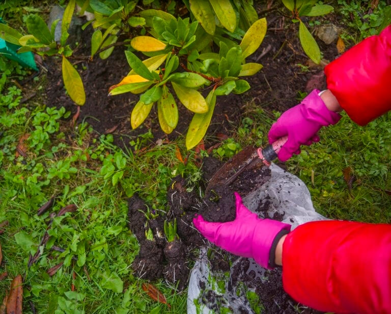 12 Plants That Grow Better with Used Tea Bags