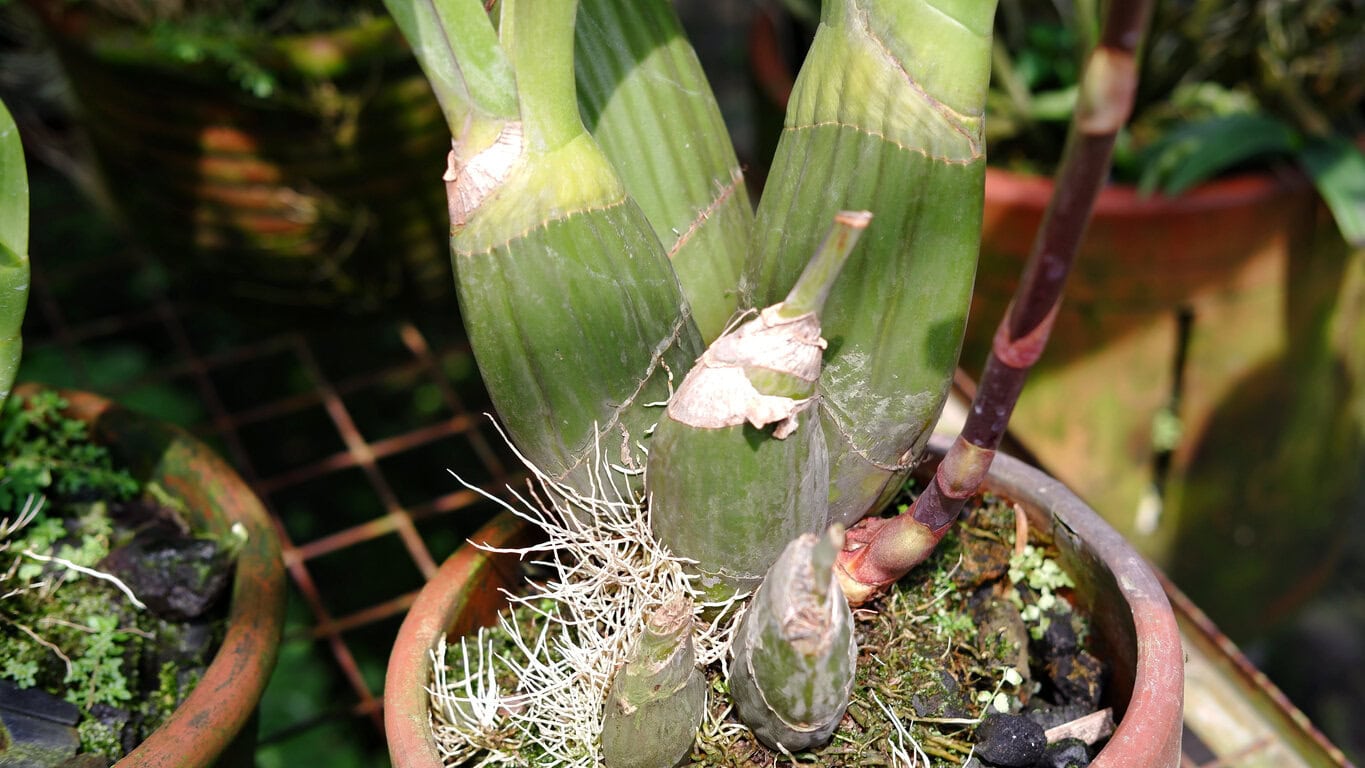 orchid pseudobulb