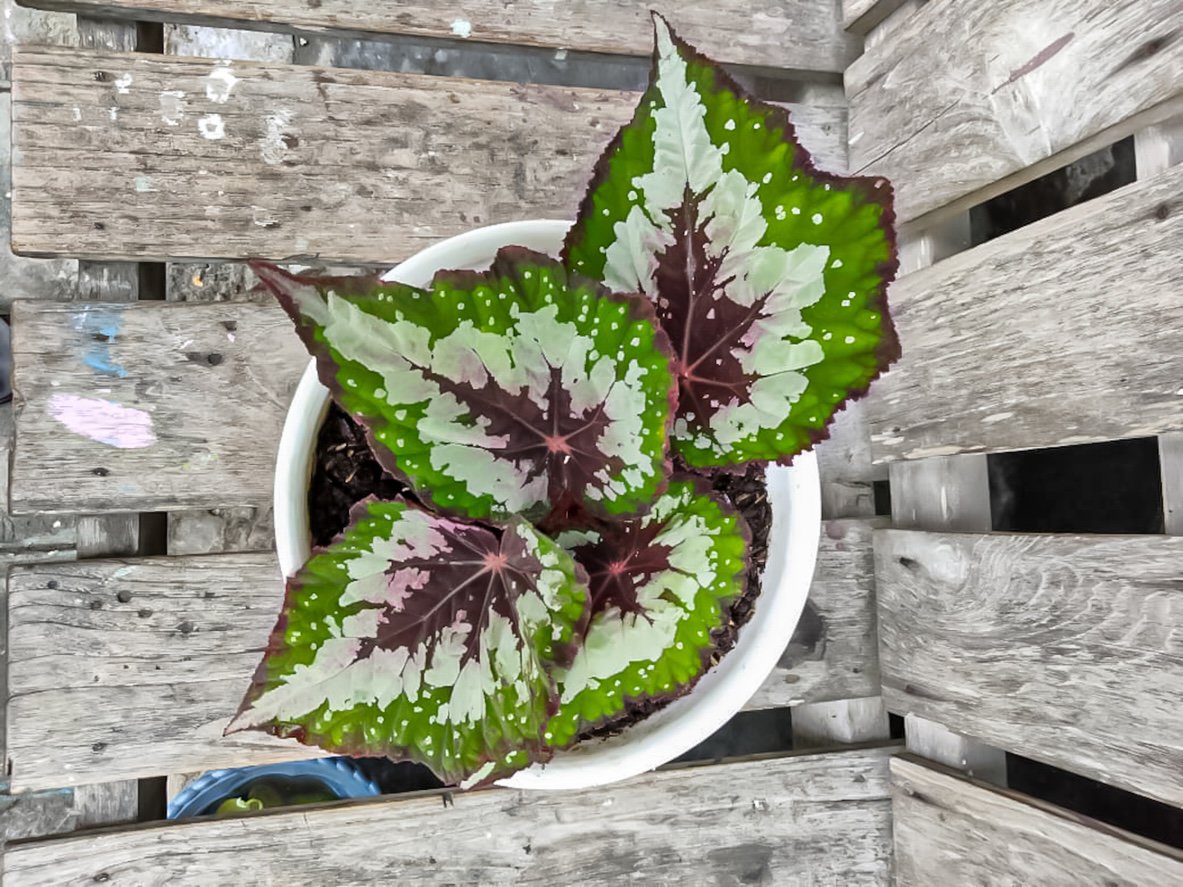 Begonia rex