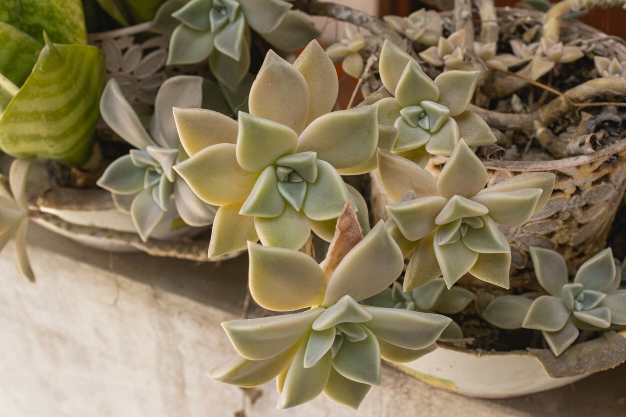 Ghost Plant