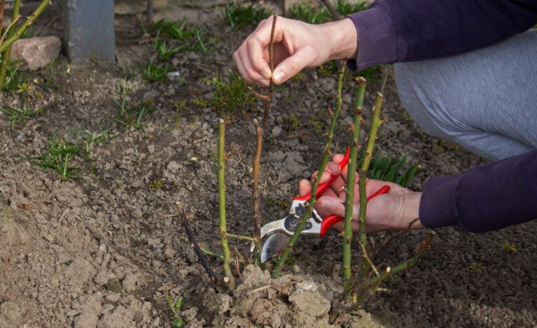April Rose Pruning Guide: What to Cut for Each Type