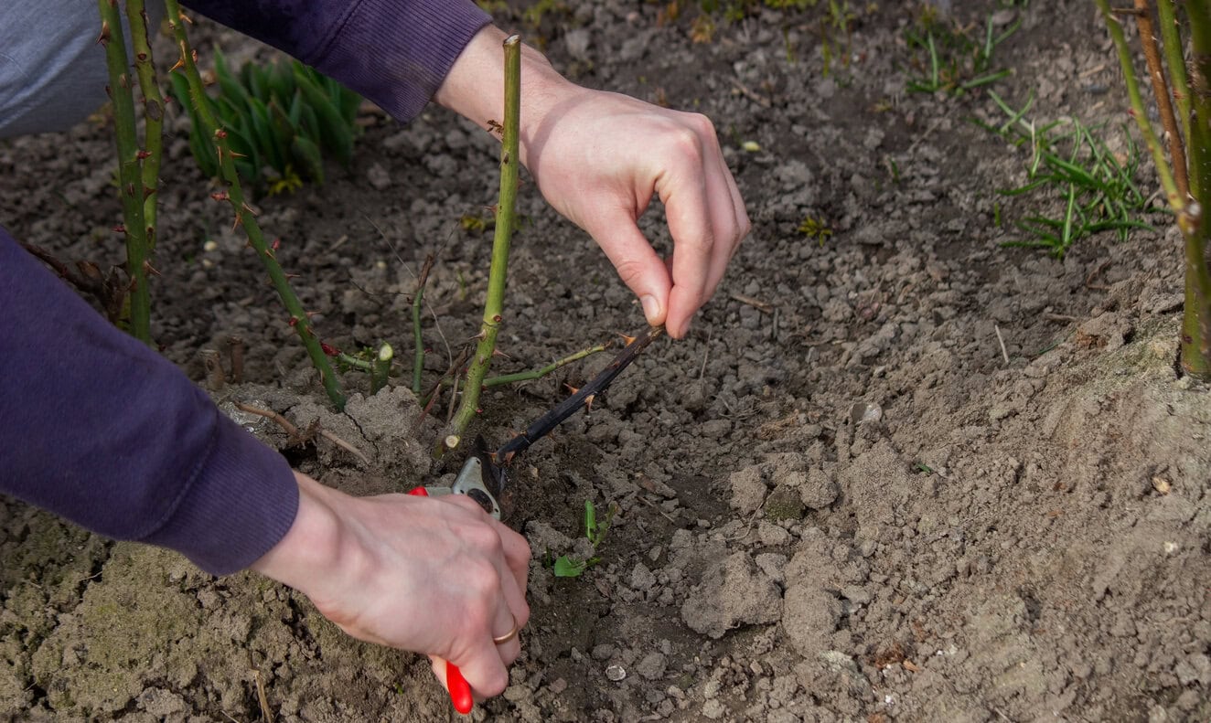 Pruning rose bush