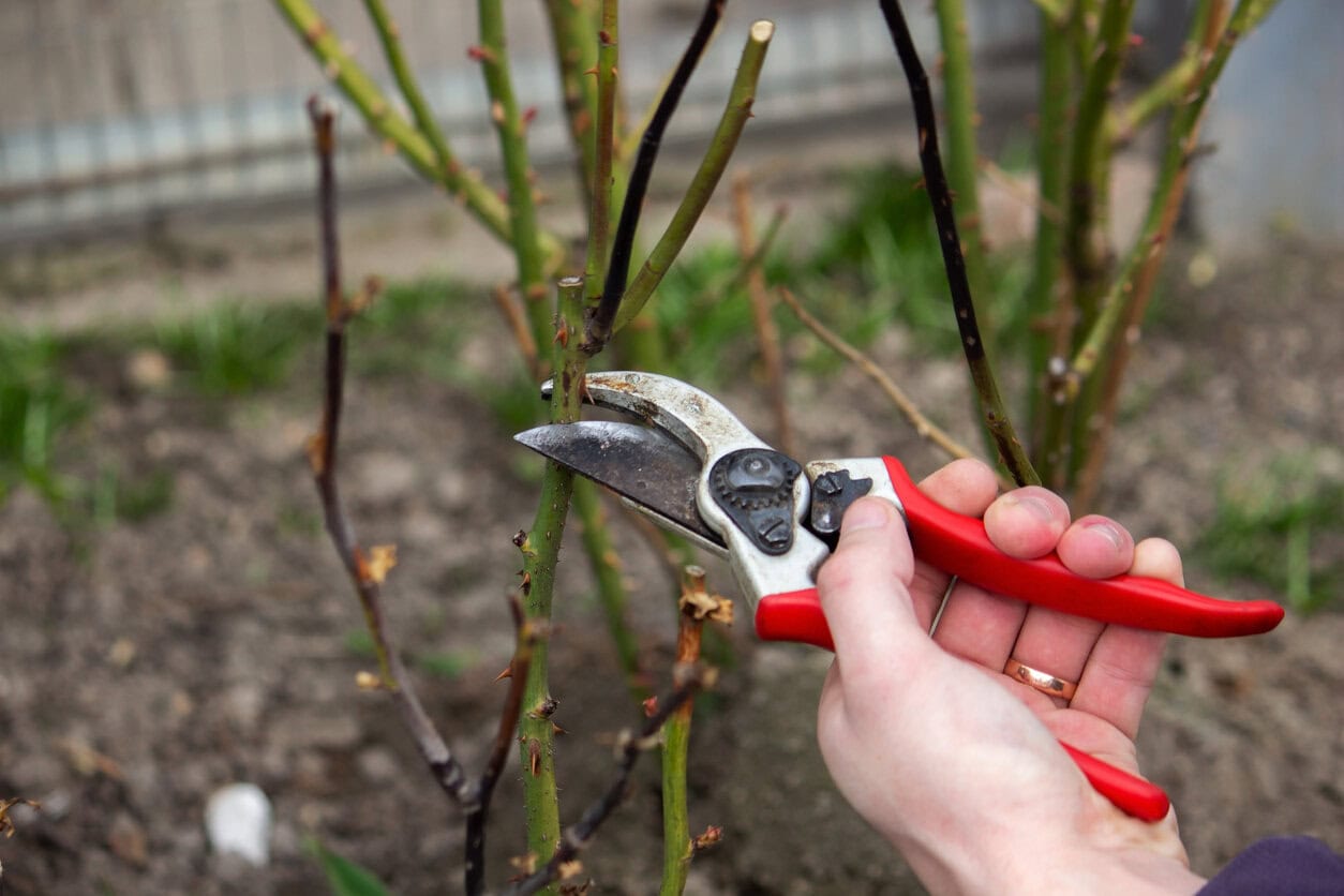 Pruning rose bush
