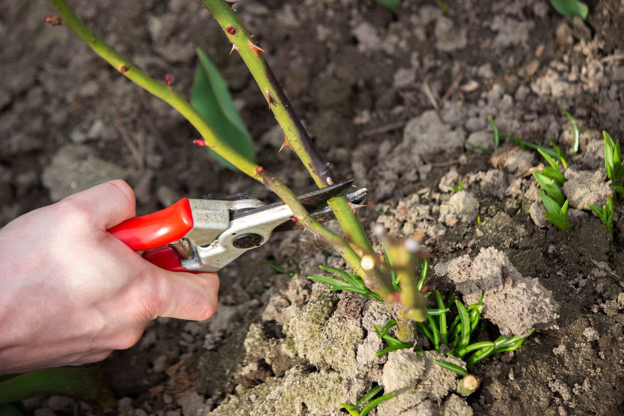 Pruning rose bush