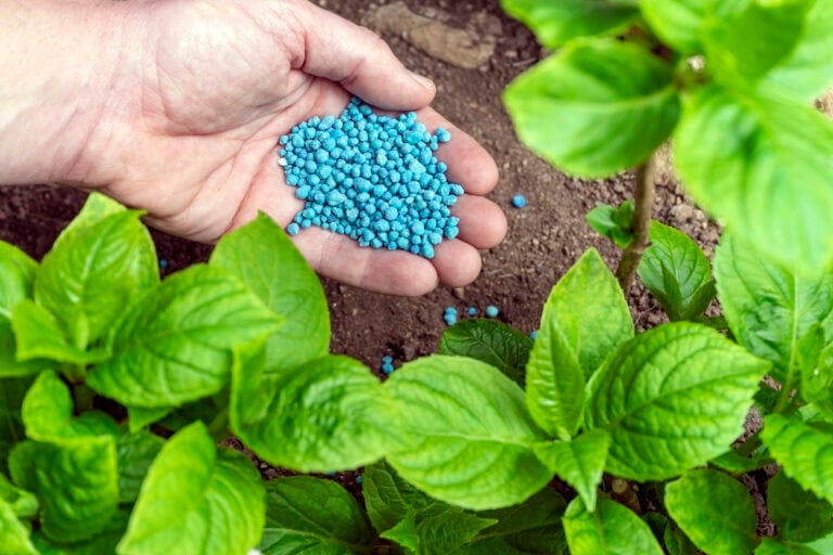 The Best Fertilizer Routine for Hydrangeas (Month-by-Month Guide)