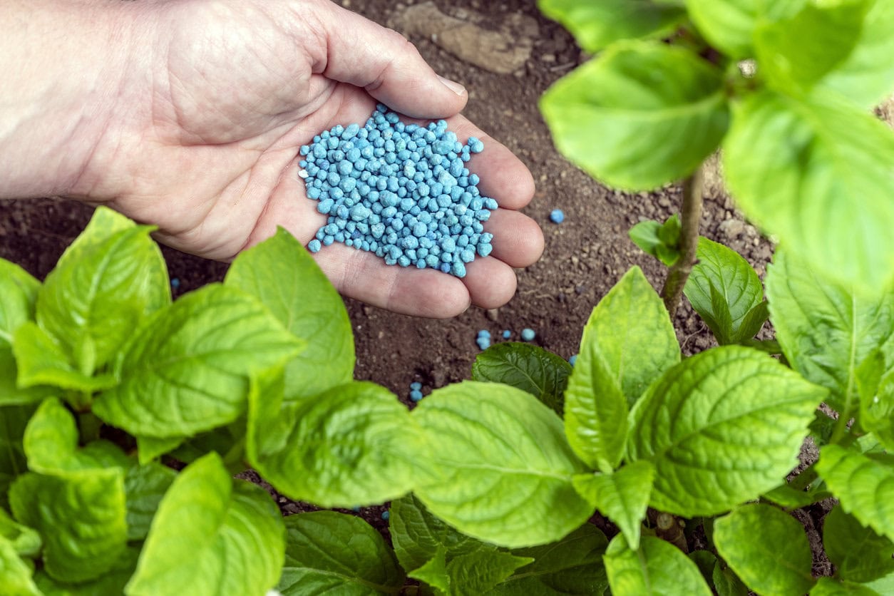 Fertilizing hydrangea