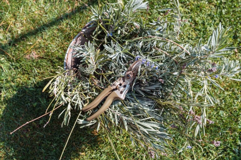 8 Important Lavender Care Jobs to Do in April for Strong Growth