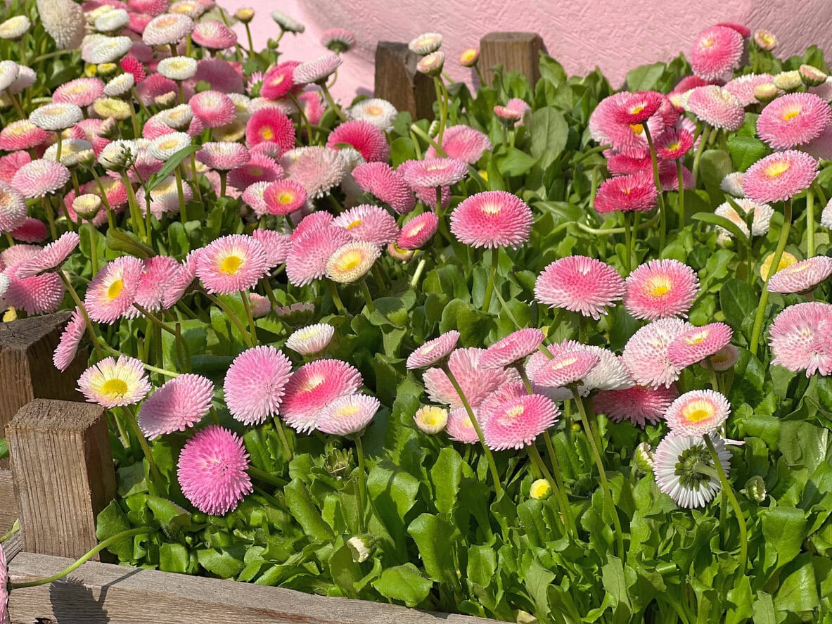 English Daisies (Bellis Perennis)