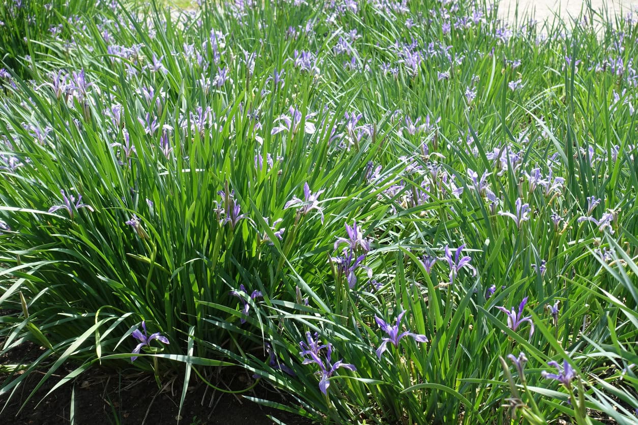 Overcrowded siberian iris