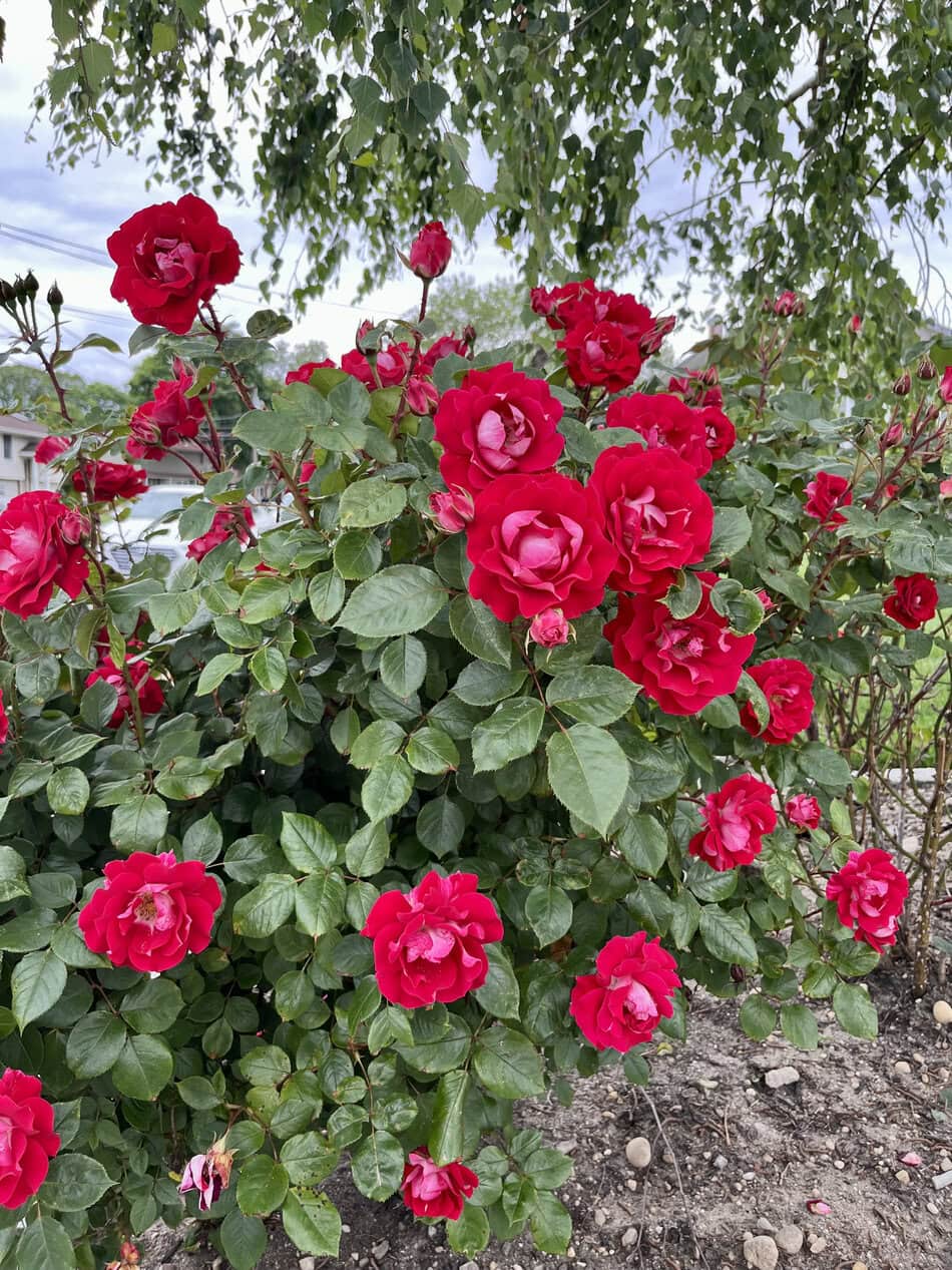 Knock Out Roses