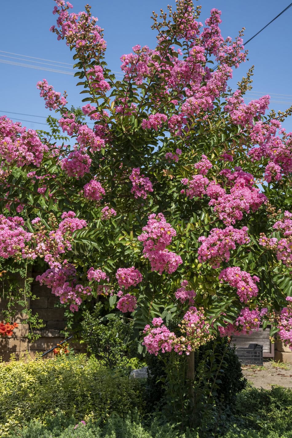 Lagerstroemia indica (Crape Myrtle)