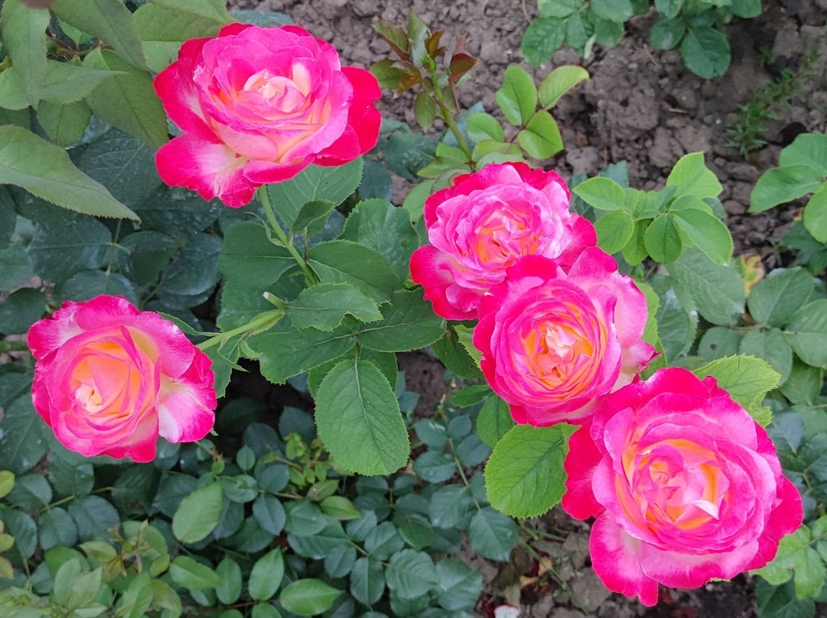 Roses in bloom