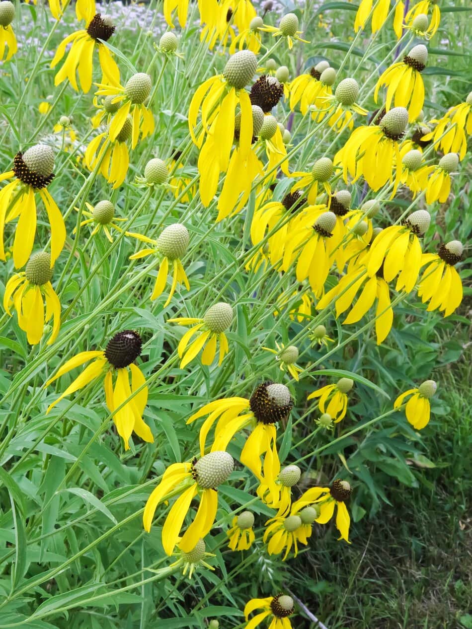 Clasping coneflower (Dracopis amplexicaulis)