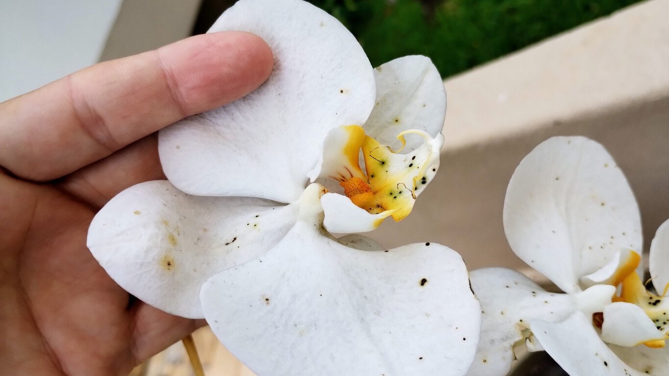Orchid petals with Botrytis spores