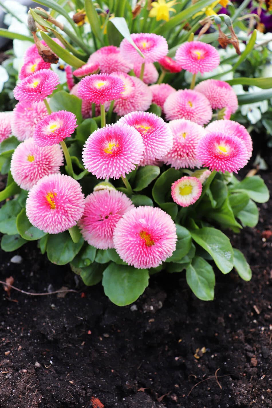 English Daisies (Bellis Perennis)