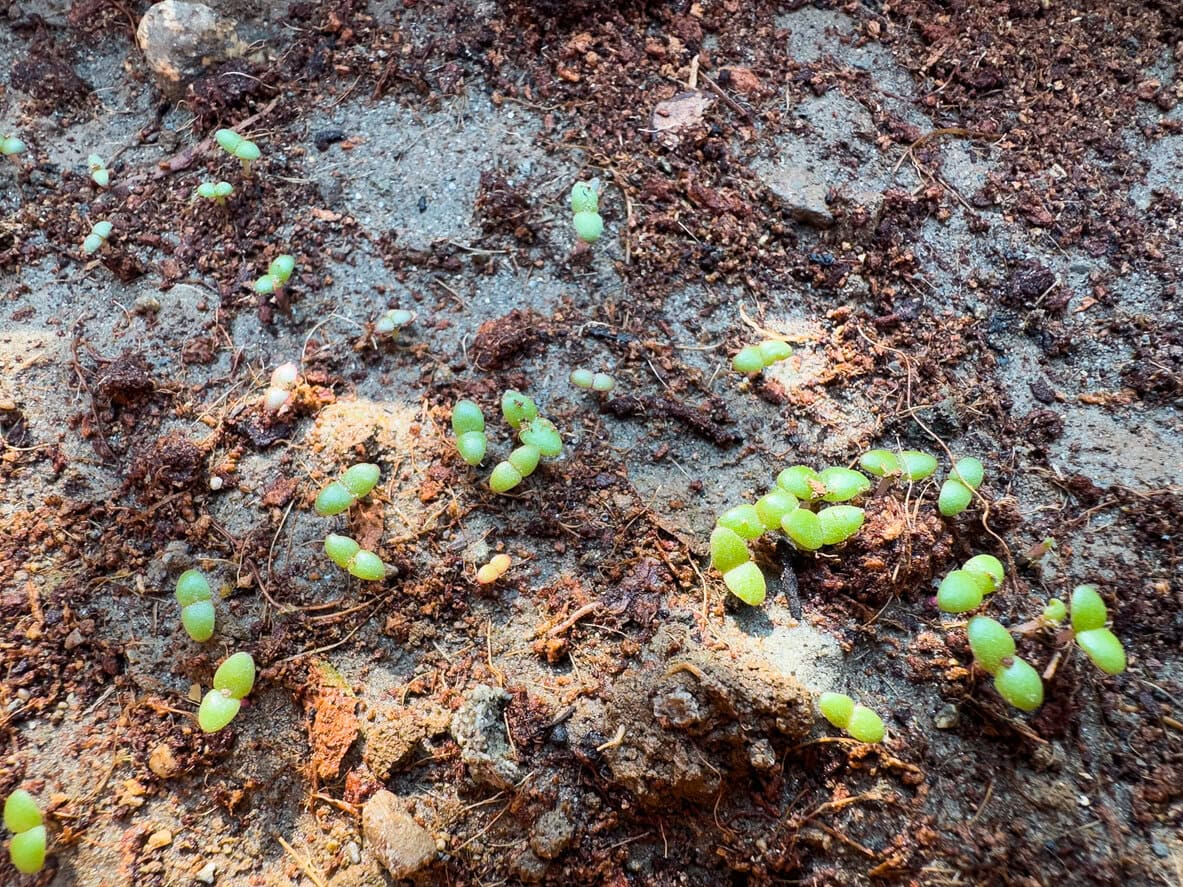 Flower seed sprouting in spring