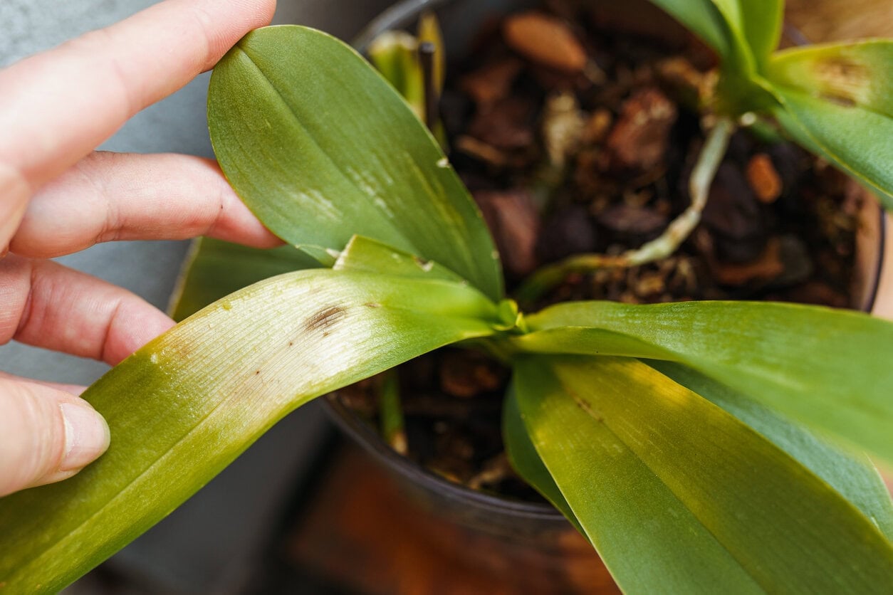 Sunburn on orchid leaves