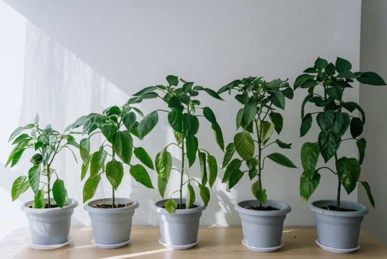 Growing Bell Peppers Indoors: 7 Tips for Healthy Plants and Bigger Harvests