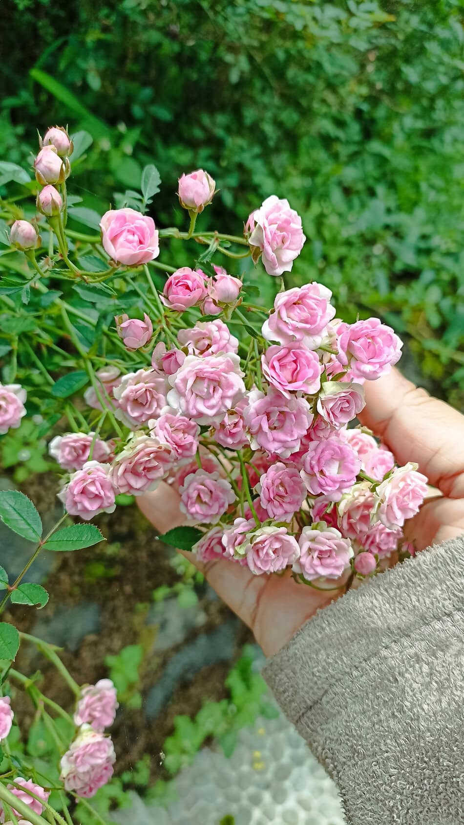 Miniature Roses