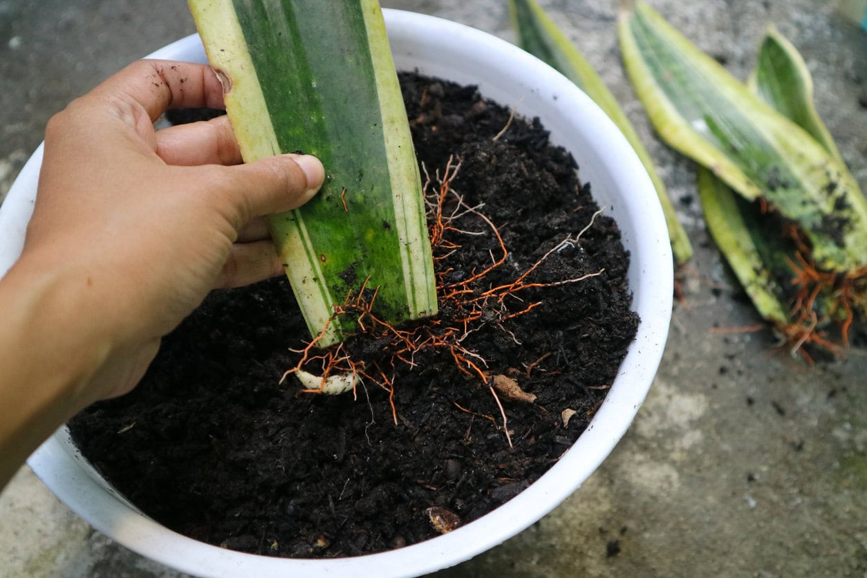 snake plant propagated by leaf