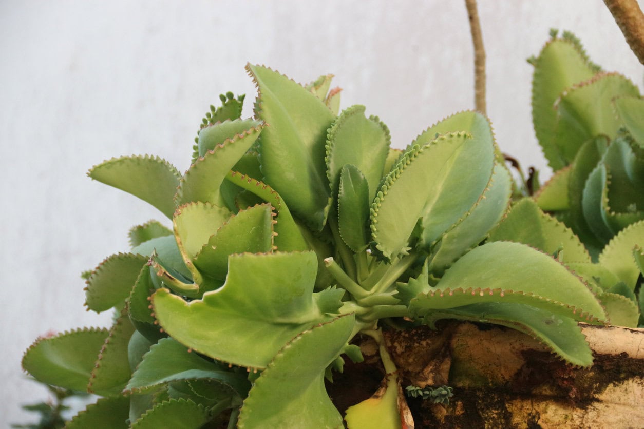 Kalanchoe (Mother of Thousands)