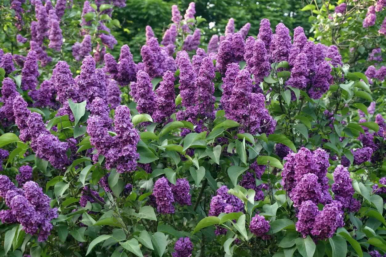 Lilac (Syringa vulgaris)
