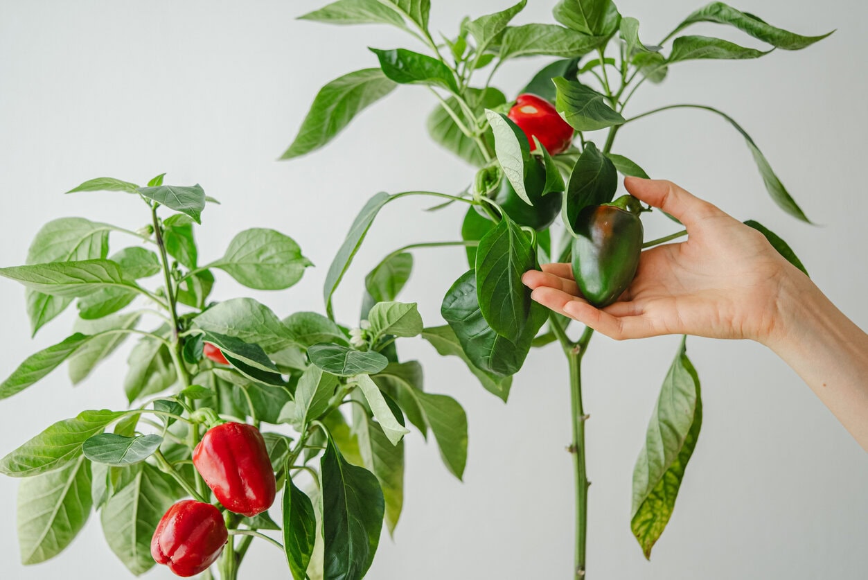 bell pepper growing indoors
