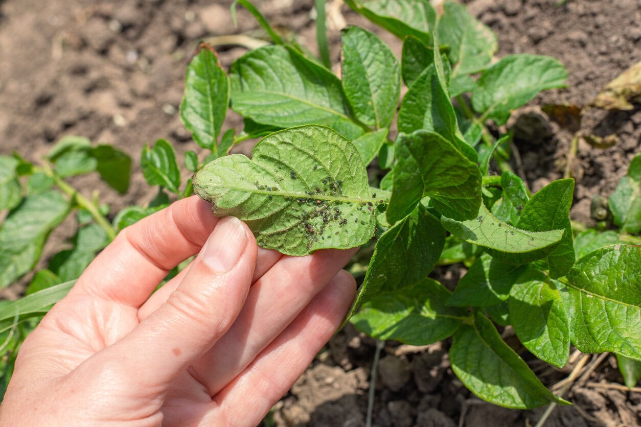 aphids on the back of a potato leaf