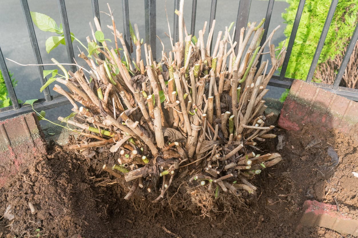 A large hydrangea stump being dug up