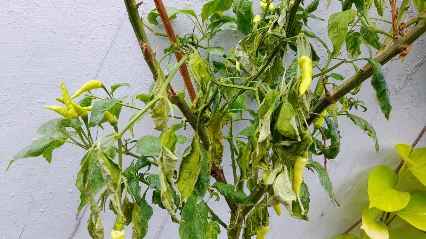 wilted leaves of chili pepper