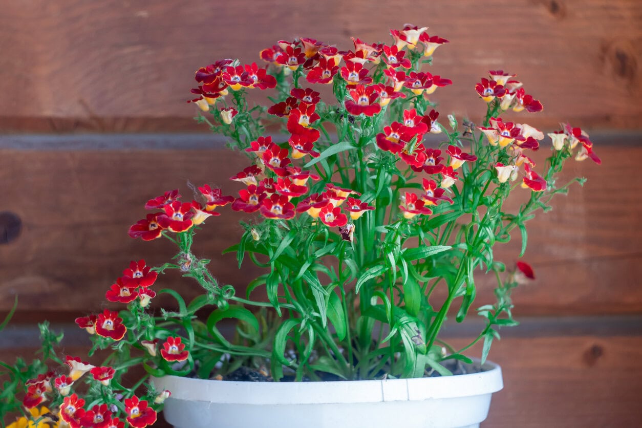 Nemesia