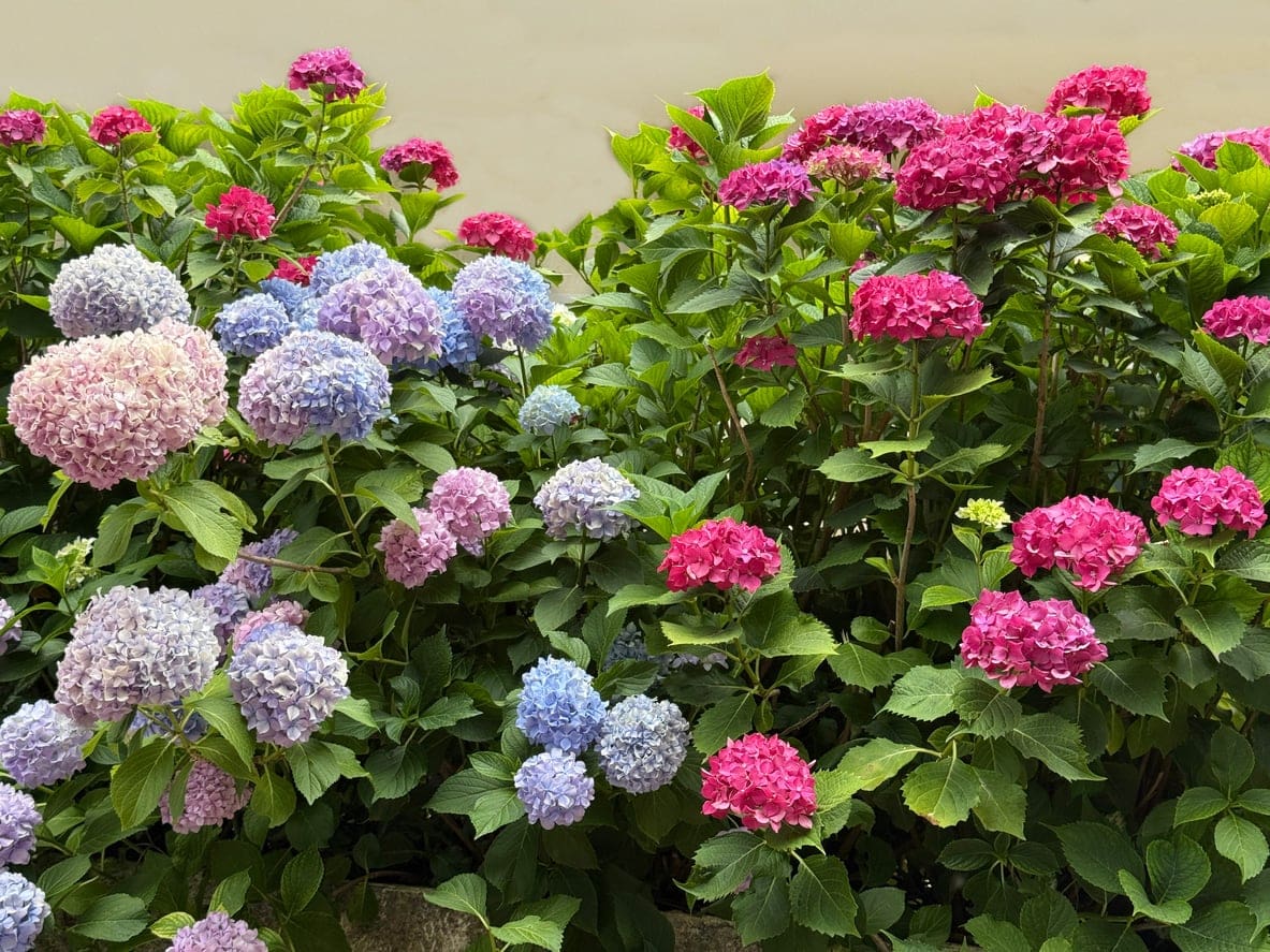 Blue and pink hydrangeas