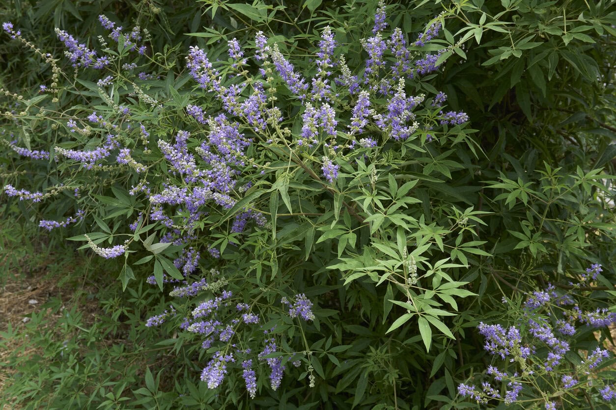 Vitex agnus-castus Chaste Tree