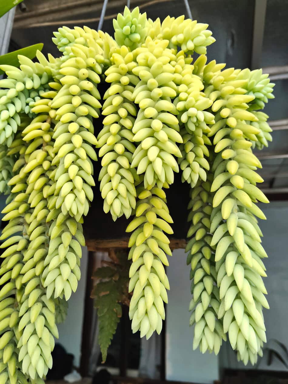 Donkey Tail