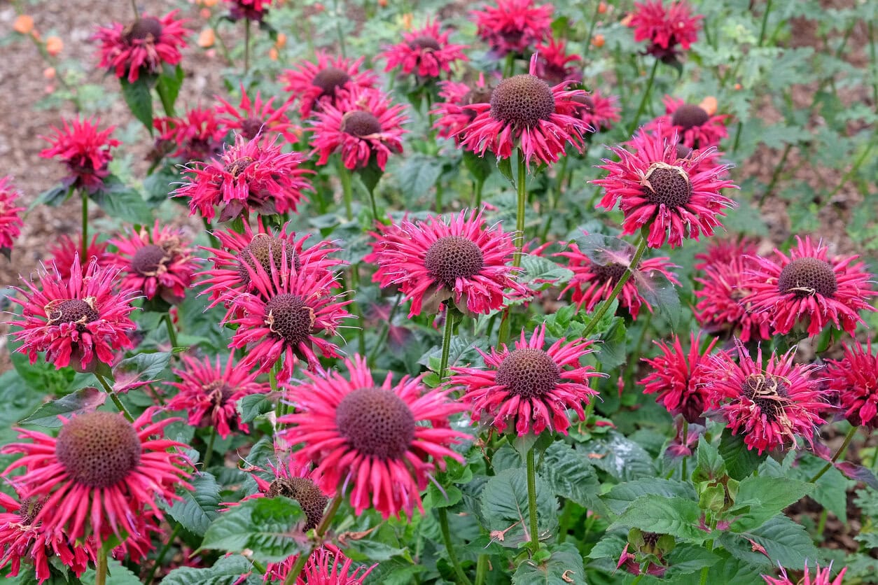 Indianernessel (Monarda)
