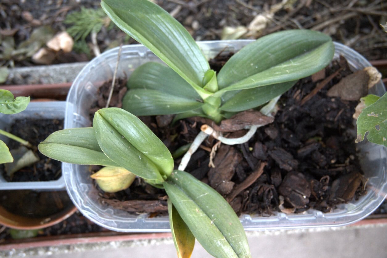 Orchid stunted growth