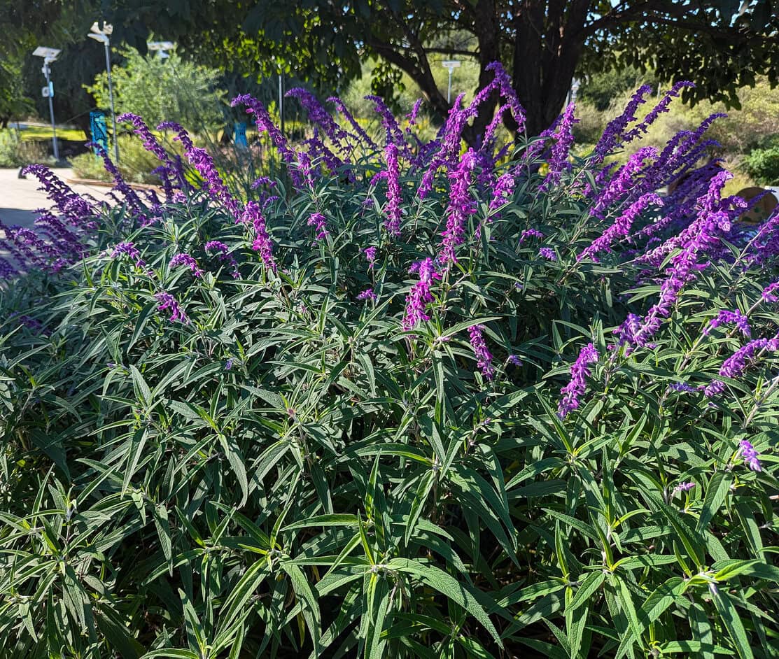 Mexican Sage (Salvia leucantha)