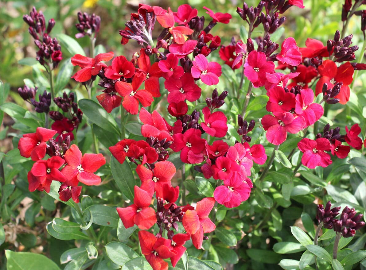 Wallflower (Erysimum cheiri)