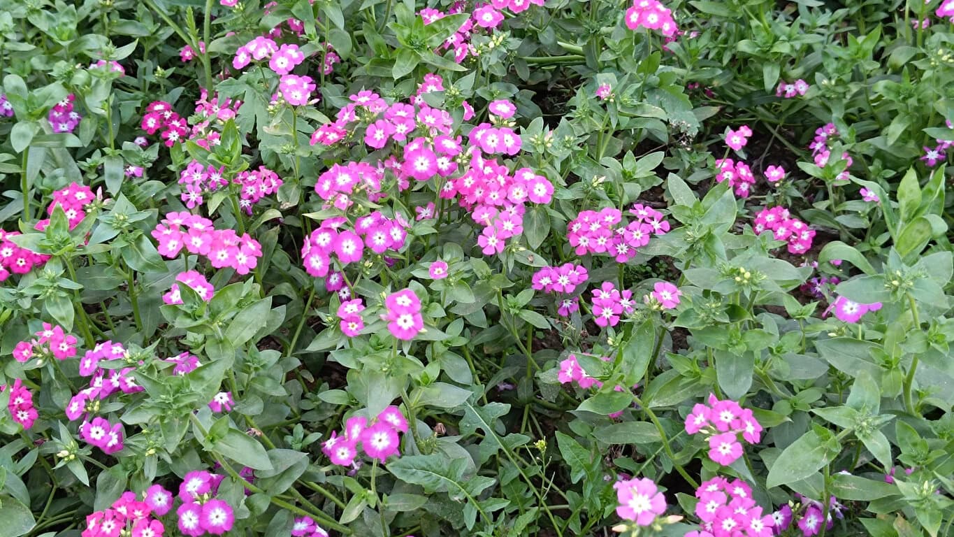 Annual Phlox (Phlox drummondii)