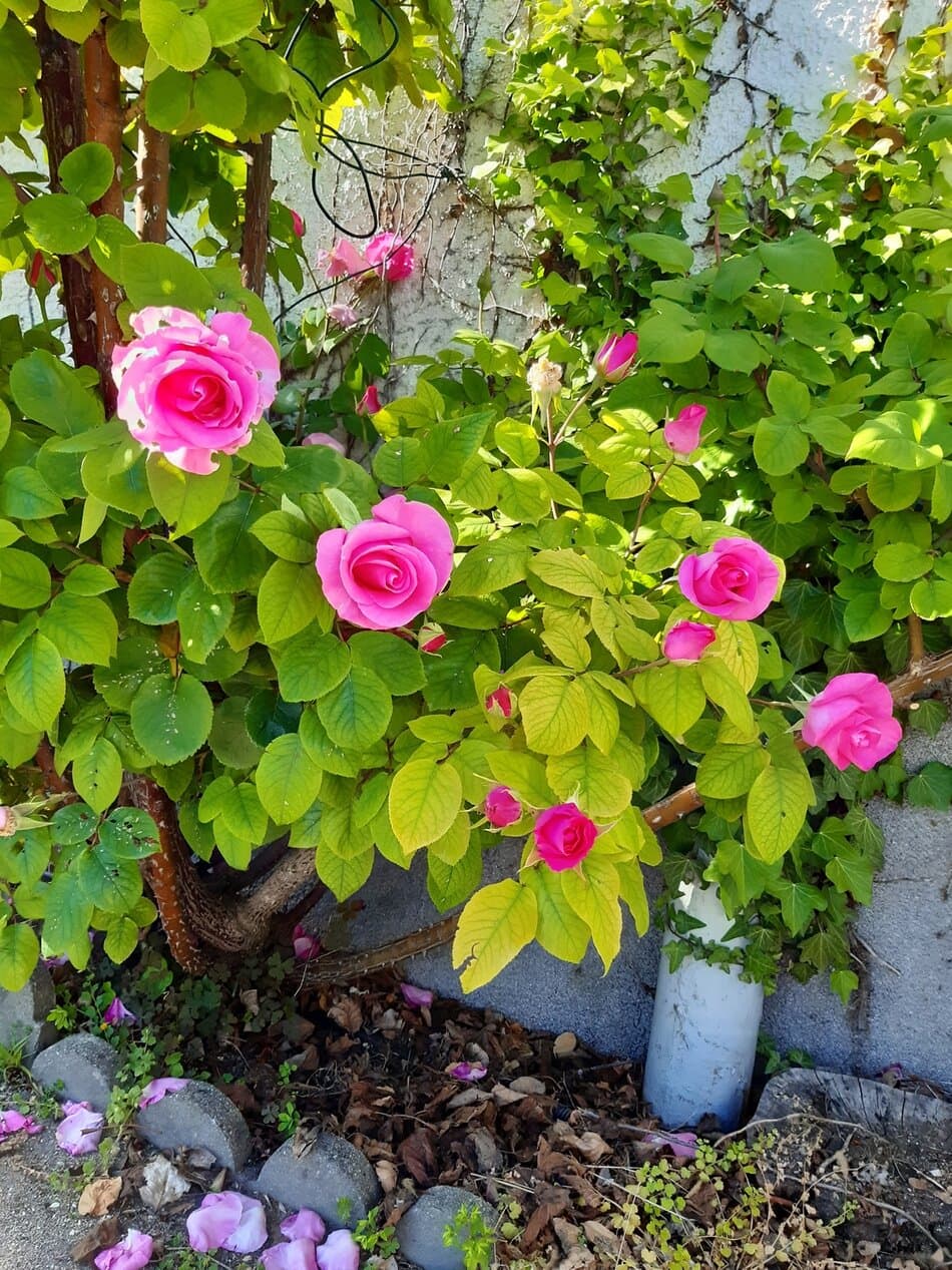 Climbing Roses